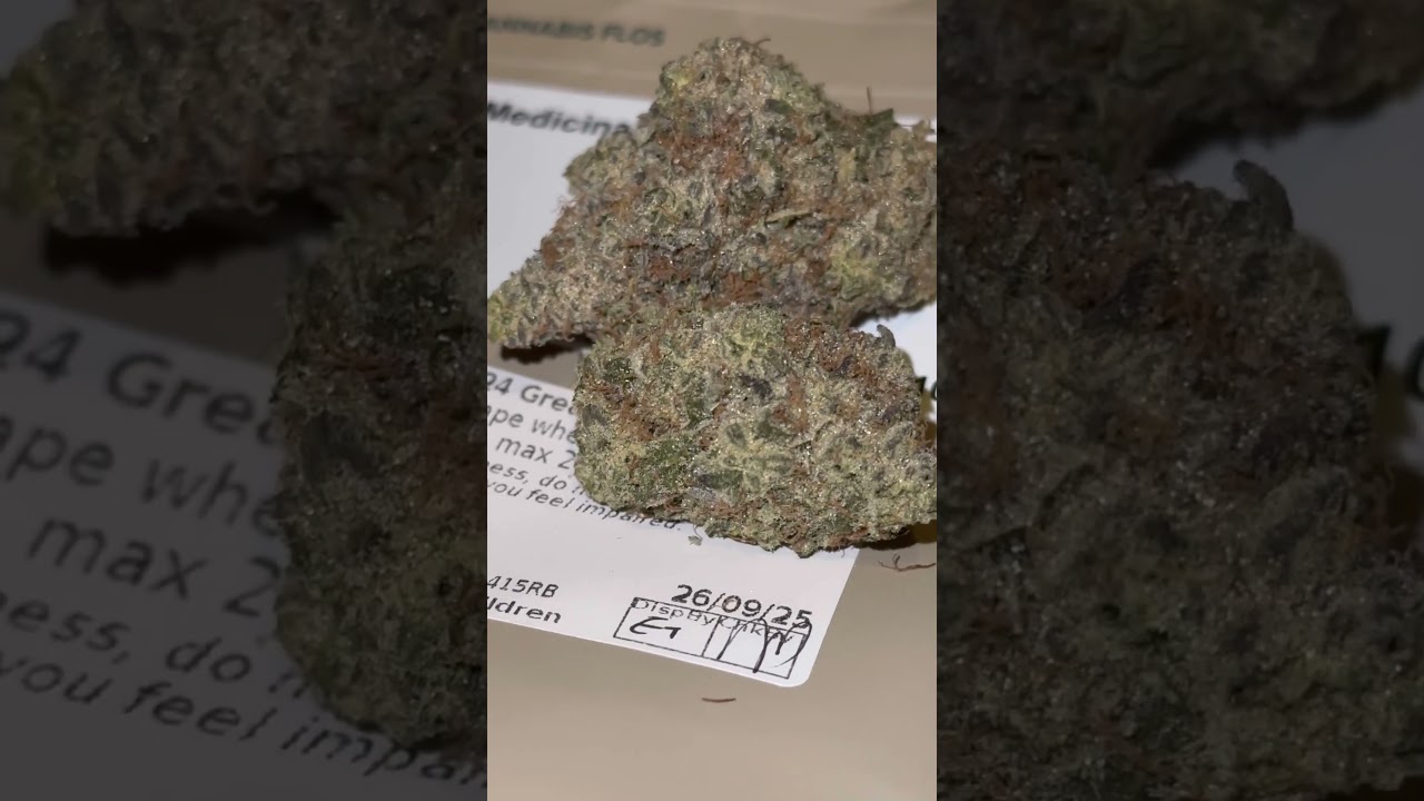 Kasa Verde Grease Monkey Close Up 🔍