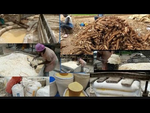African Village Life. / #local food processing(gari) - YouTube