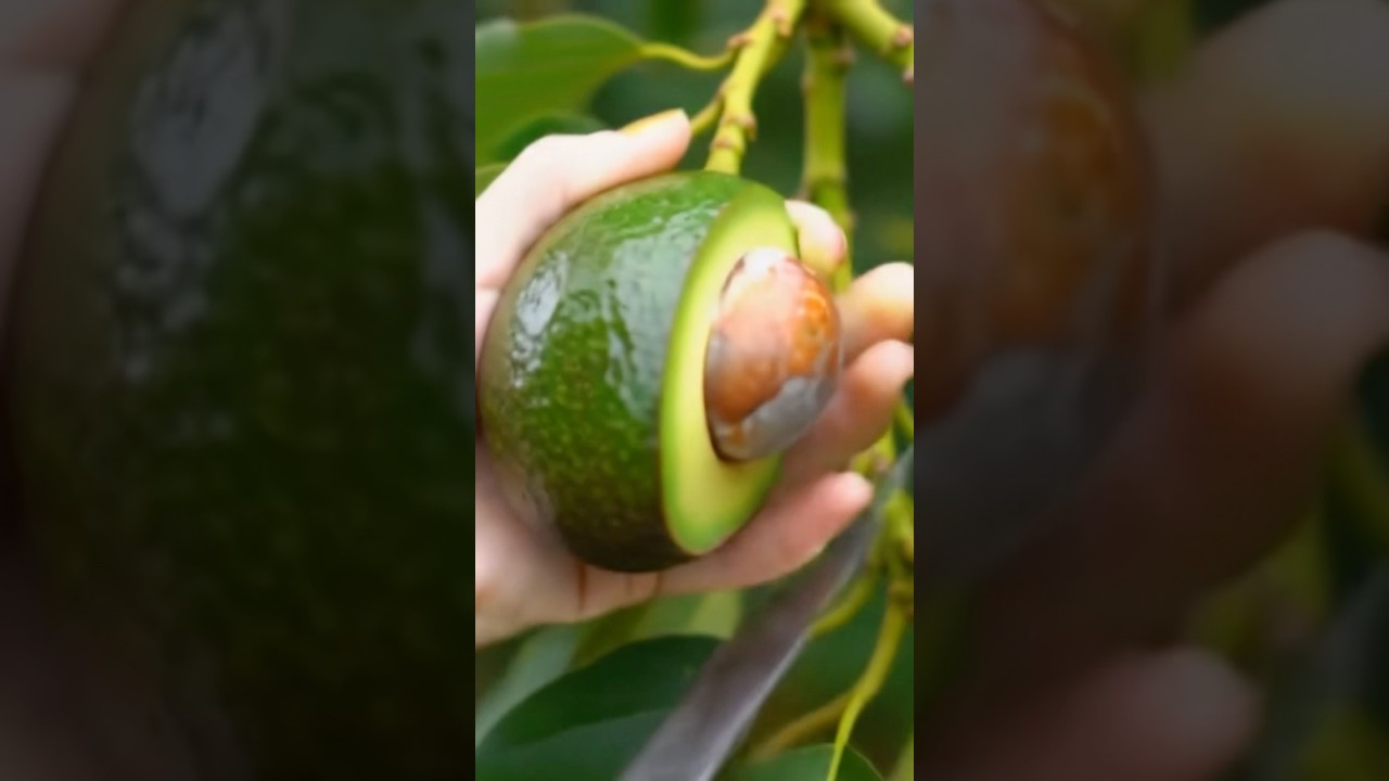 Avocado cutting on tree ASMR video sound 