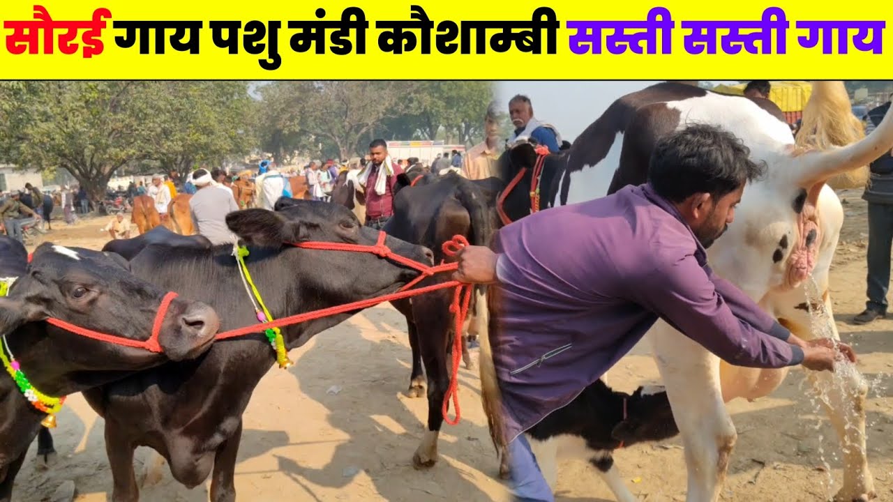 यहां मिलती है सस्ती सस्ती कीमत में गाय! सौराई गाय पशु मंडी कौशांबी उत्तर प्रदेश!! Cow sale in UP...