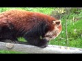 Red Pandas - Yang &amp; Yasmin