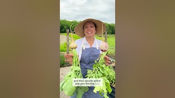 Rutabaga vs Purple Top Turnip | Difference Between These Old-Fashioned Heirloom Root Veggies