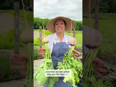 Rutabaga vs Purple