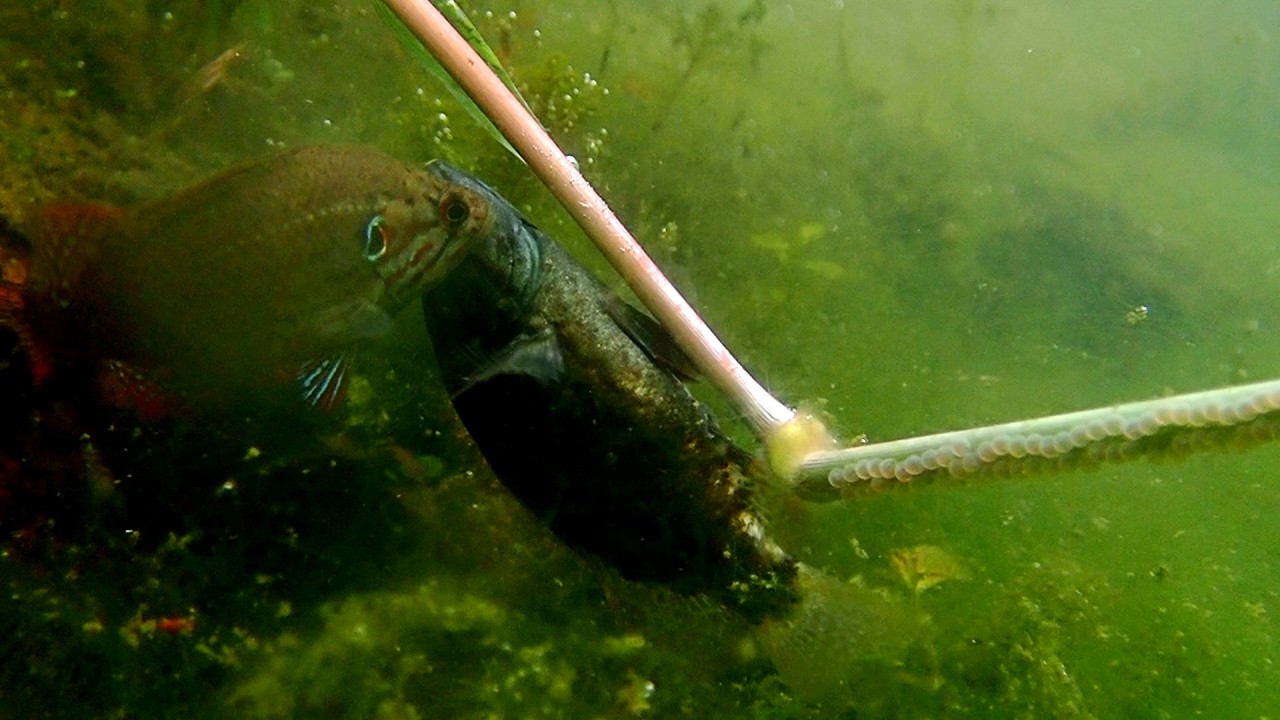 野生のオヤニラミの繁殖シーンを撮影することに成功！巣から離れて向かう先には...
