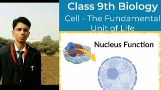 Nucleus, Nucleolus structure and functions.