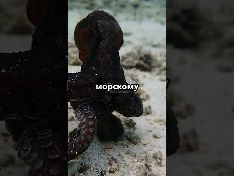 Осьминог, который гуляет на двух щупальцах, как на ногах!#осьминог,#природа,#животные, #факты,#short