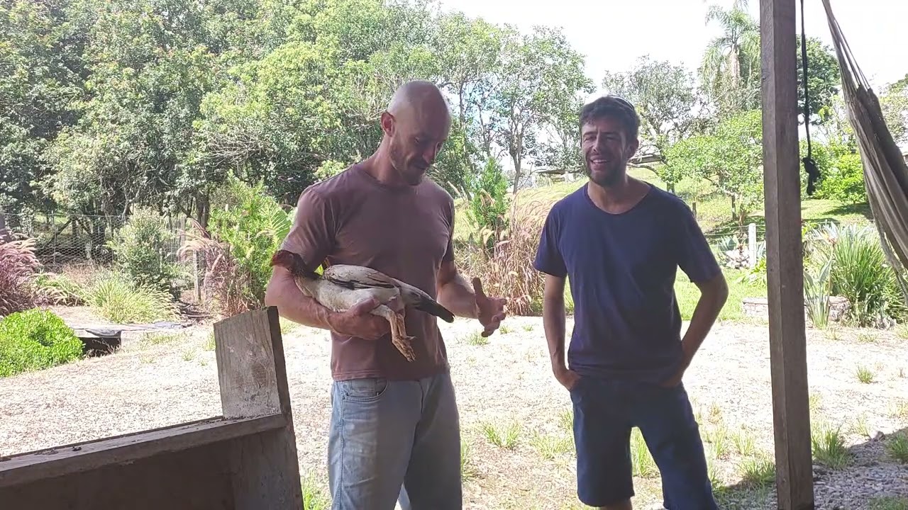 Galos Mura Criação Felipe da Serra e visita ao Stud Boca de Lata