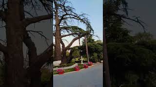 bohat yaaadeen Hein isky Sath💐💞😍 #abbottabad #nature #shortvideo
