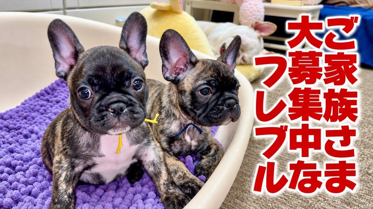 Do　ゾウと小鳥　フレンチブルドッグ 60 Days Old] We are looking for families for our 2 kittens!! - YouTube