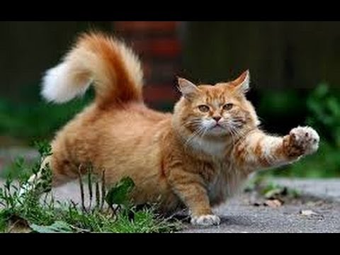 Видео: Всегда ли кошки приземляются на четвереньки?