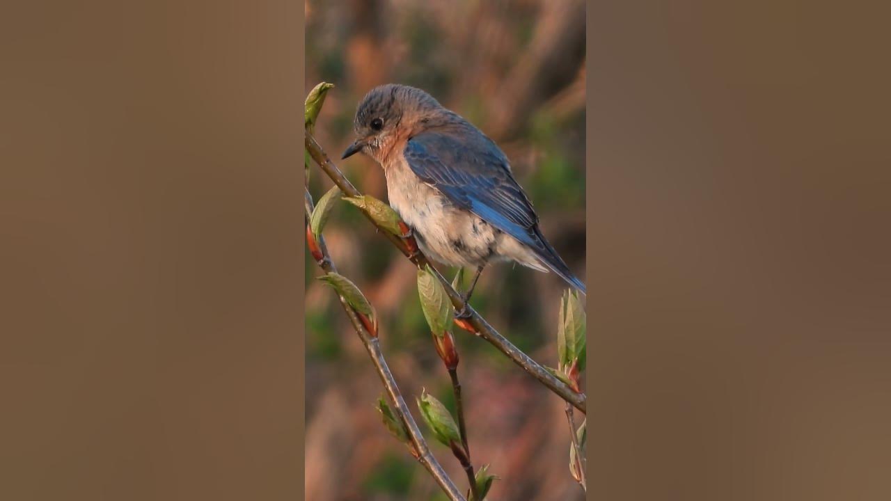 'Bluebird'...#AlexisFfrench #NewMusic #Piano 'Bluebird'...#AlexisFfrench #NewMusic #Piano