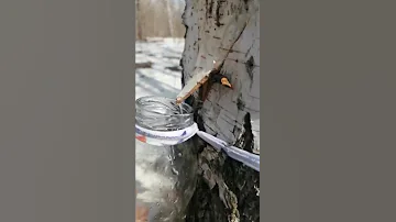 Весна , как собирать Берёзовый сок ,ого ,афигеть...