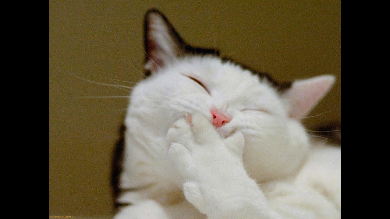 وسعت تحقيق أقصى قدر خلاف البسه المضحكه Gosforthcentralparktennis Com