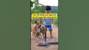 Chú chó dũng cảm ngăn cản rắn hổ mang tấn công cậu bé #shortvideo #aivideo #dog