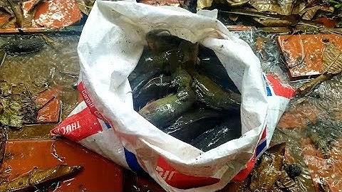 VÔ MÁNH RỒI,CÂU TOÀN CÁ RÔ KHỔNG LỒ, SAU CƠN MƯA Ở CĂN NHÀ HOANG // Fishing near the abandoned house