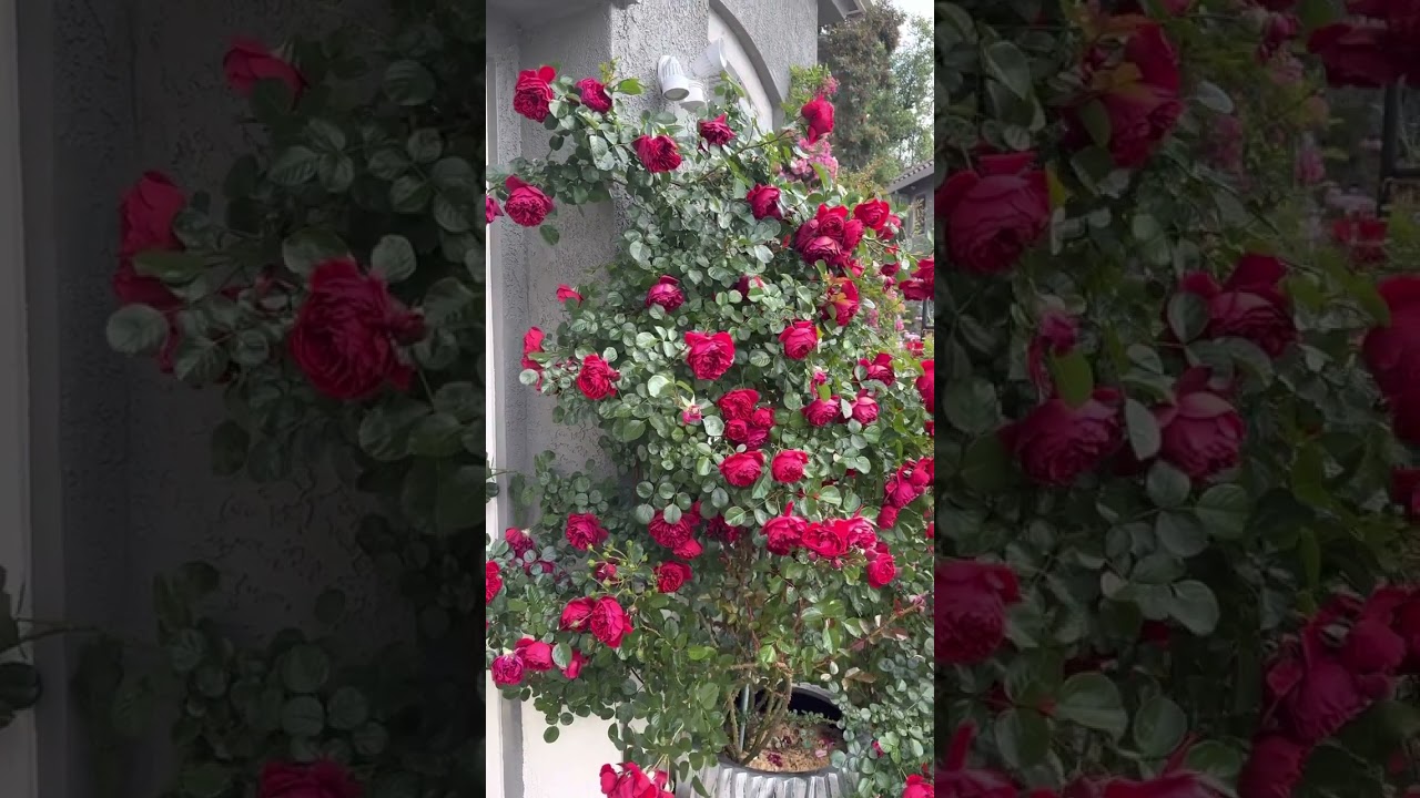 Florentina Climbing Rose