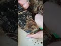 #drysoapcuttingasmr #soap_asmr #justsoaps #asmr #satisfying #asmrsoap #shorts #shortsfeed