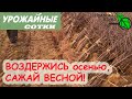 Какие растения нельзя сажать осенью? И что делать, если очень хочется?