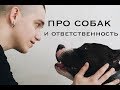 9. Андрей Дед про амстаффа, собак и ответственность