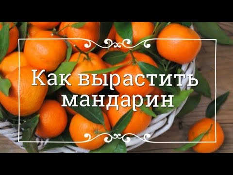 Как вырастить МАНДАРИН