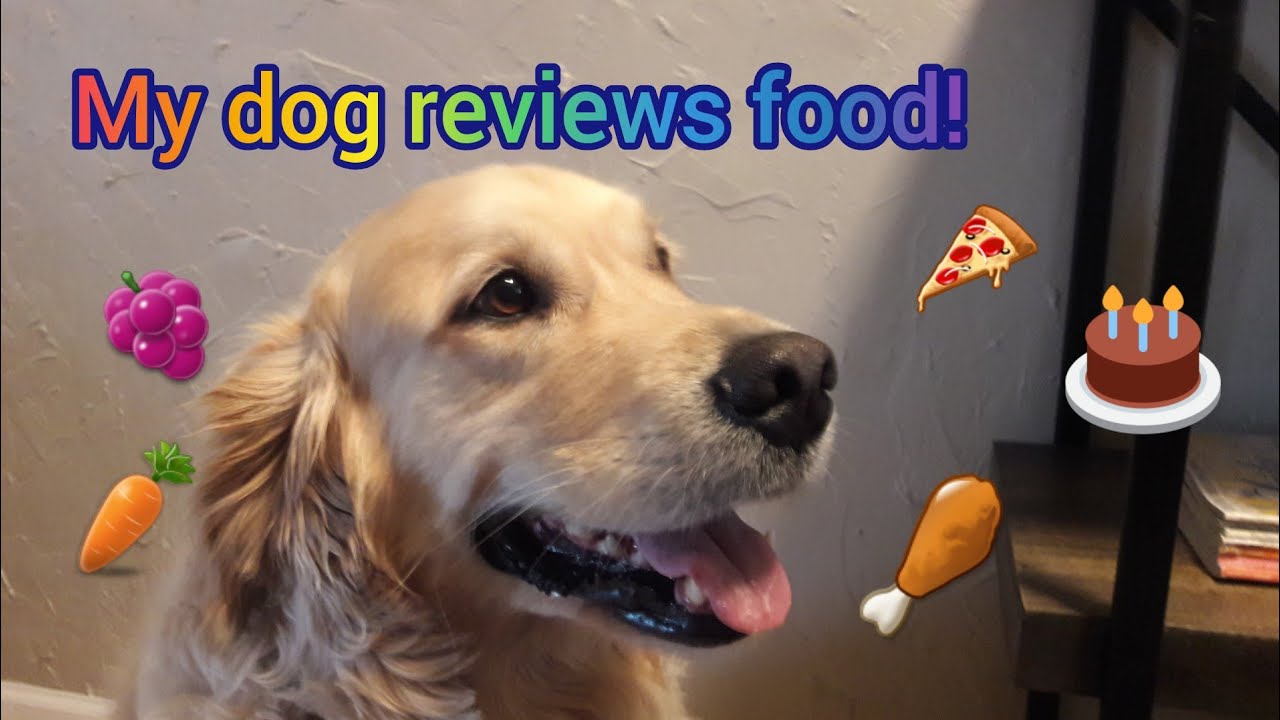 My Dog Reviews Food! Honey Bear's Taste Test My Pets YouTube