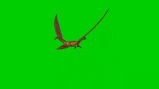 Green screen pterodactyl flying. Green screen dinosaur flying. Green screen animation.