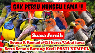 SUARA PIKAT BURUNG KECIL TERBUKTI AMPUH‼️KOMBINASI SUARA SOGON RIBUT DAN KEMADE RIBUT 