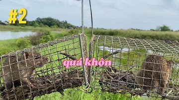 Săn chuột miền Tây: Gặp ổ cống nhum phá bẫy | SĂN BẮT MIỀN TÂY