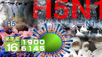 Dịch cúm gia cầm: Nguy cơ lây lan sang người | VTC16