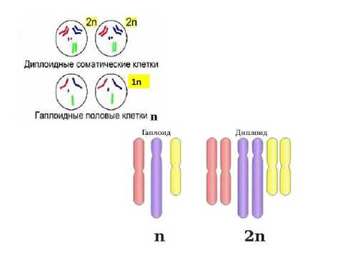 Хромосомный набор у разных организмов