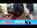 Hippo didn't worry about his own bleeding - he just wanted the cheeseburger! 🍔