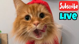 Wednesday Fluff   Stream