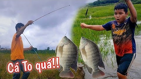Câu Cá Rô Phi Đồng Bất Ngờ Bỏ Cần Câu Xuống Nước Là TRúng Ngày | Yong Hai TV