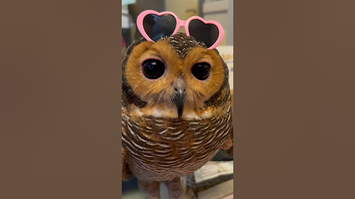 Rekam Burunghantu kalau ditinggal di rumah sendirian #burunghantu #animal #funny #owl