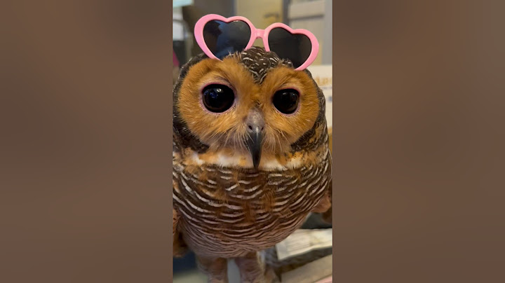 Rekam Burunghantu kalau ditinggal di rumah sendirian #burunghantu #animal #funny #owl