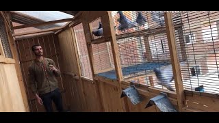 جدول يومي،أسبوعي،شهري للتعامل مع حمام السباق طول الموسم Dealing with pigeon racing throw the season