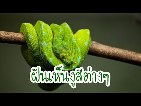 ฝันเห็นงูสีต่างๆ