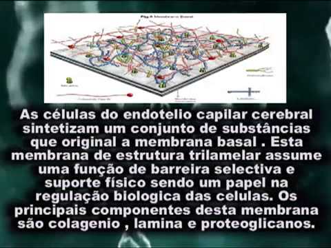 Vídeo: A Abertura Da Barreira Hematoencefálica Induzida Por Ultrassom Melhora A Neurogênese Do Hipocampo Do Adulto E A Função Cognitiva Em Um Modelo De Ratos Com Demência Colinérgica Por