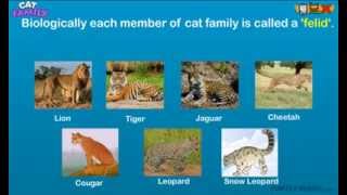 Every Type of Cat in the Cat Family!  *Animal Science for Kids*