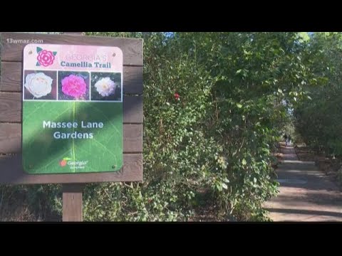 Massee Lane Gardens Taking A Look At Its 50 Year History 13wmaz Com