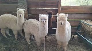 Alpacas de Gredos: Our Young Male, Nitos', Harness Training