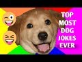 TOP MOST DOG JOKES EVER!!! 😜😝😁 TOP MOST DOG JOKES EVER!!! 😜😝😁