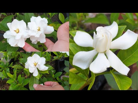 Video: ¿Cuál es un buen fertilizante para las gardenias?