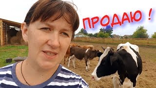 ПРОДАМ КОРОВ И ЗАЖИВУ СПОКОЙНО...БУДНИ ДЕРЕВЕНСКОЙ ЖИЗНИ. ПРОДАМ КОРОВ И ЗАЖИВУ СПОКОЙНО...БУДНИ ДЕРЕВЕНСКОЙ ЖИЗНИ.