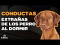 7 CONDUCTAS EXTRAÑAS QUE TU PERRO HACE CUANDO VA A DORMIR