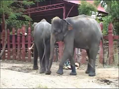 交配種動物 交配種動物