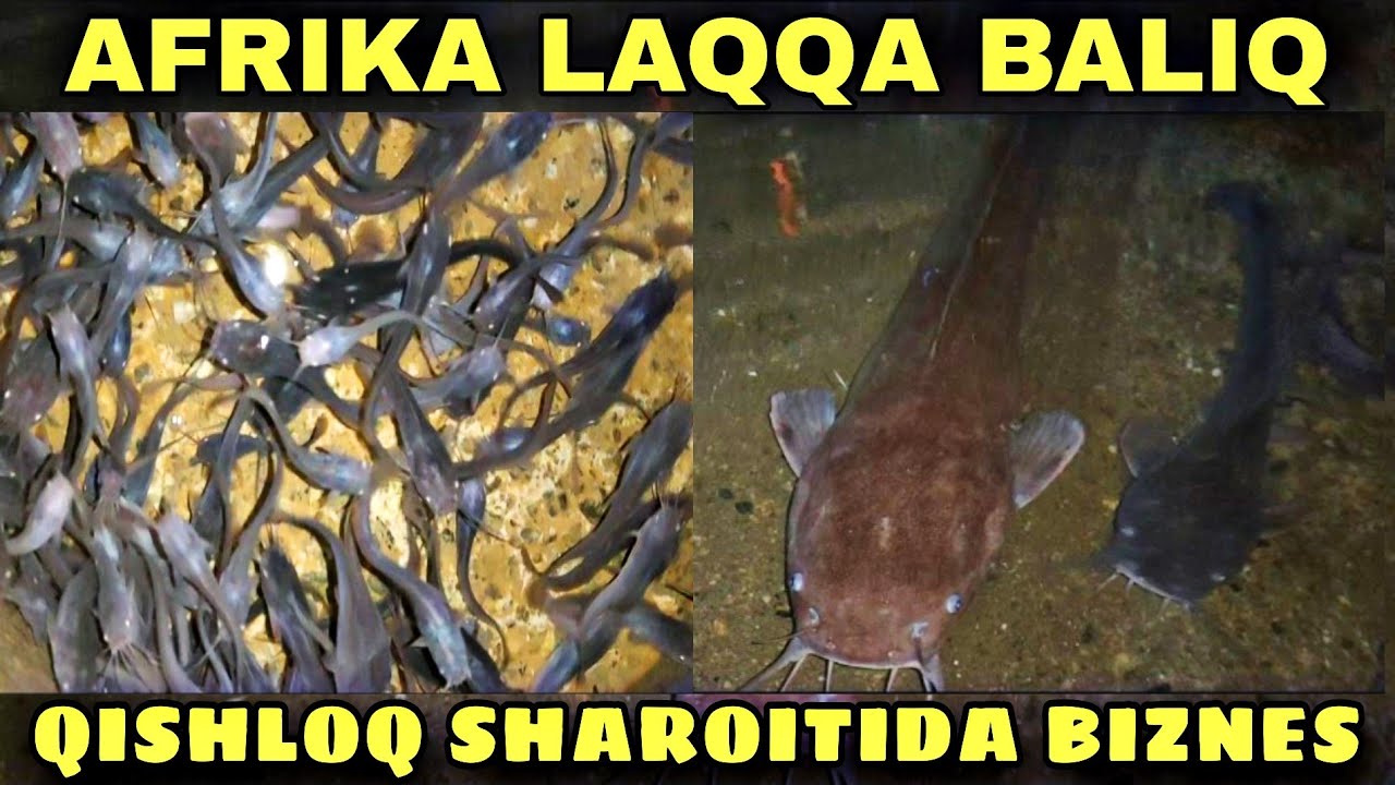 tel 93 312 23 42 BALIQCHILIKGA QIZIQUVCHILAR UCHUN JIZZAXDAN AFRIKA LAQQA BALIQ CHAVOQLARI SOTILADI