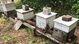 How are my bees doing, season recap… Winter is coming! August checkup #Beekeeping #honey by Richard Scott 158 views 9 months ago 4 minutes, 36 seconds