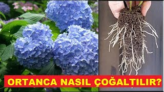 Ortanca Nasıl Çoğaltılır? Ortanca KÖKLENDİRME Resimi