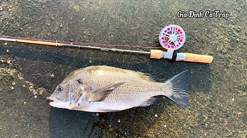 Cách nhận biết cá cắn, Cách chọn thời điểm đóng cá trong câu HeChi | Gia Đình Cá Tráp